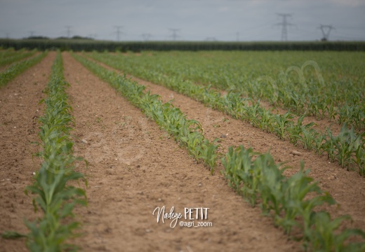 #1506022-4 - crédit Nadège PETIT @agri zoom