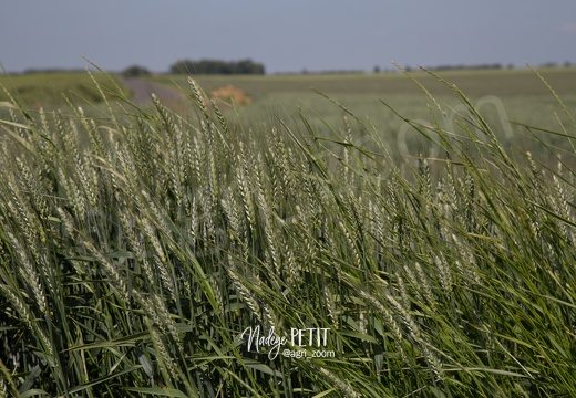 #1506105602 - crédit Nadège PETIT @agri zoom