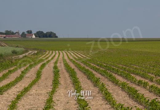 #1506105608 - crédit Nadège PETIT @agri zoom