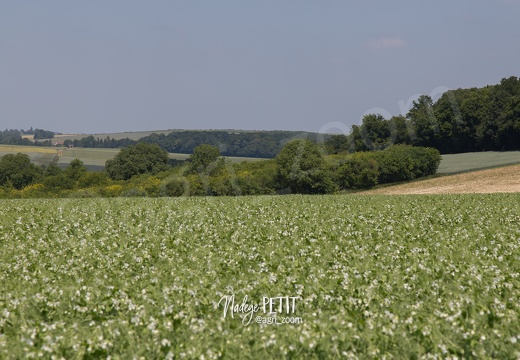 #1506105610 - crédit Nadège PETIT @agri zoom