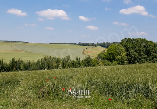 #1506105618 - crédit Nadège PETIT @agri zoom