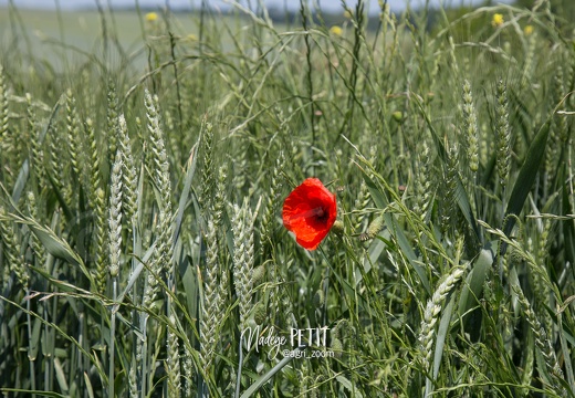 #1506105621 - crédit Nadège PETIT @agri zoom