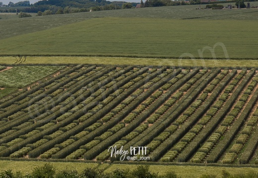 #1506105628 - crédit Nadège PETIT @agri zoom