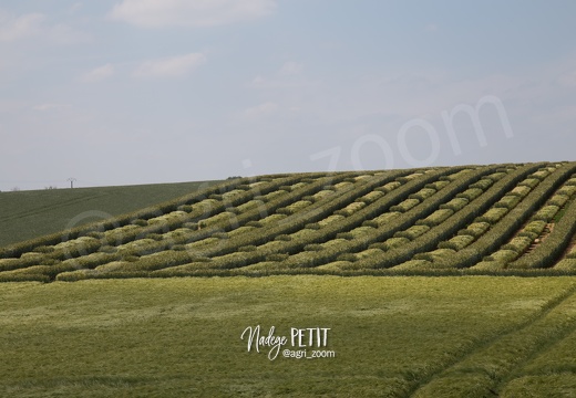 #1506105645 - crédit Nadège PETIT @agri zoom