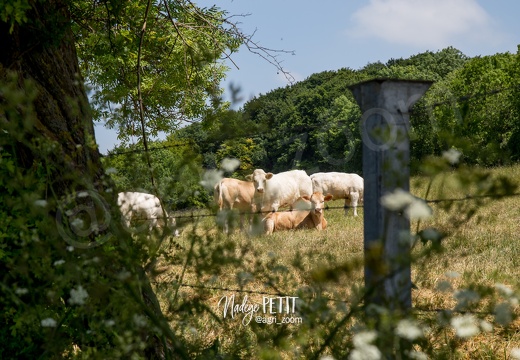 #1506105647 - crédit Nadège PETIT @agri zoom