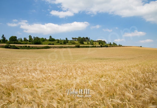 #1506105686 - crédit Nadège PETIT @agri zoom