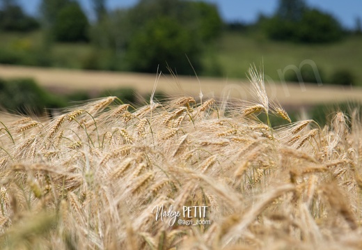 #1506105697 - crédit Nadège PETIT @agri zoom