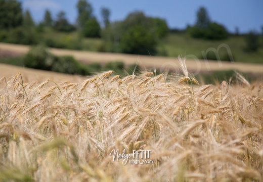 #1506105698 - crédit Nadège PETIT @agri zoom