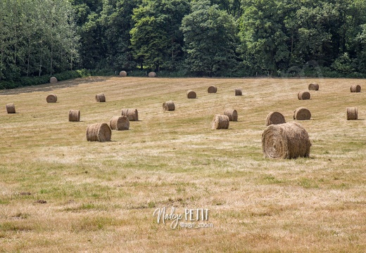 #1506105704 - crédit Nadège PETIT @agri zoom