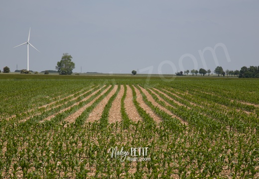 #1506115744 - crédit Nadège PETIT @agri zoom