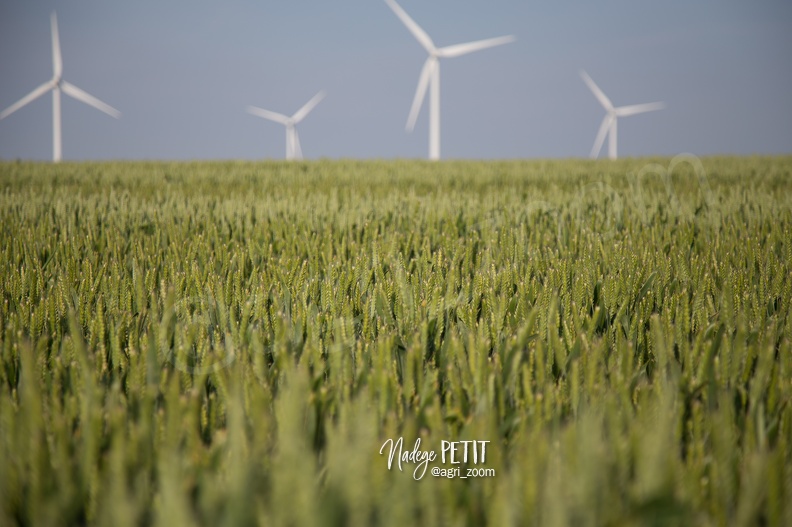 #1506115796 - crédit Nadège PETIT @agri zoom - #1506115796 - crédit Nadège PETIT @agri_zoom.jpg #1506115796 - crédit Nadège PETIT @agri_zoom.jpg