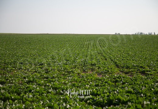 #1506115802 - crédit Nadège PETIT @agri zoom