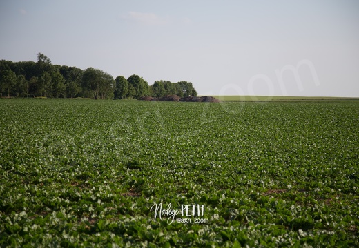 #1506115803 - crédit Nadège PETIT @agri zoom