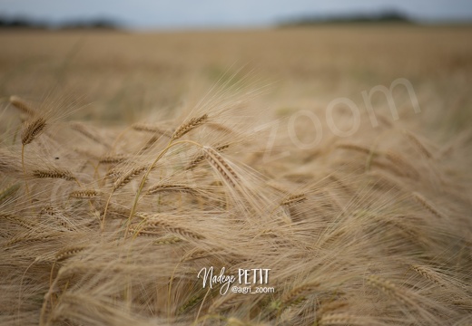 #1506239642 - crédit Nadège PETIT @agri zoom