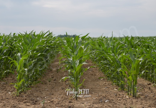 #1506260542 - crédit Nadège PETIT @agri zoom