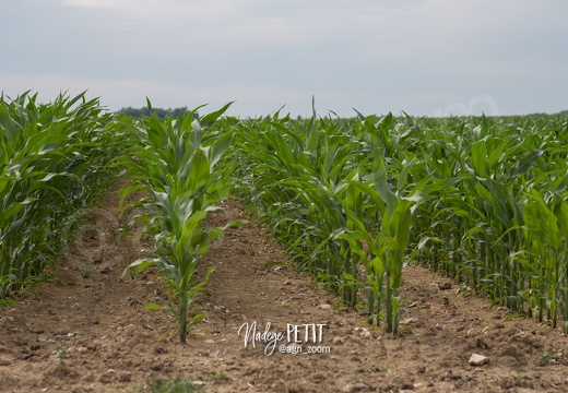 #1506260543 - crédit Nadège PETIT @agri zoom