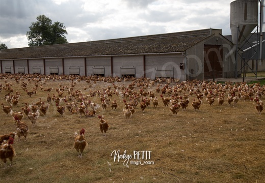 #1607050721 - crédit Nadège PETIT @agri zoom