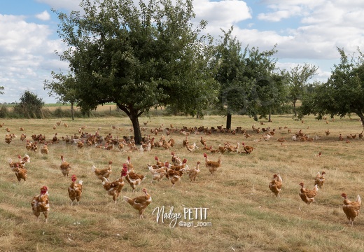 #1607050722 - crédit Nadège PETIT @agri zoom