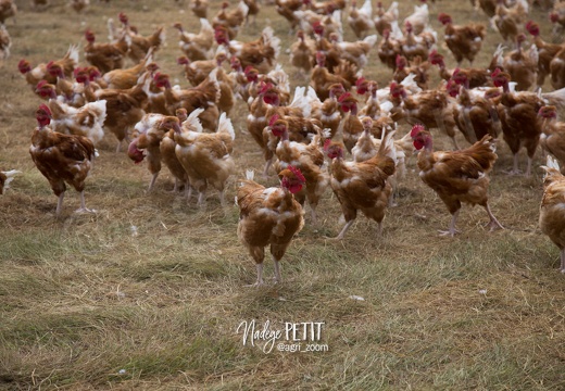 #1607050727 - crédit Nadège PETIT @agri zoom