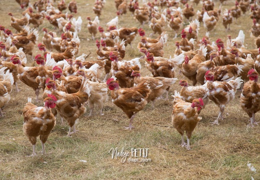 #1607050728 - crédit Nadège PETIT @agri zoom