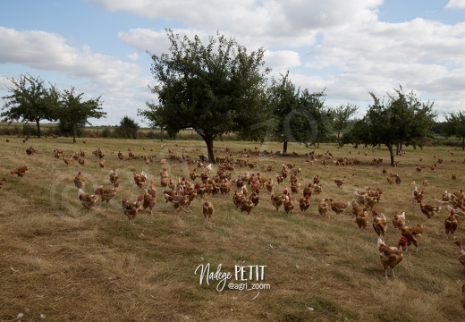 #1607050729 - crédit Nadège PETIT @agri zoom