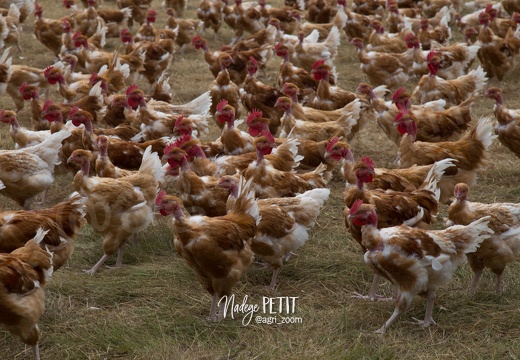 #1607050730 - crédit Nadège PETIT @agri zoom