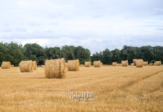 #1607281261 - crédit Nadège PETIT @agri zoom