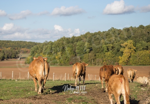 #1610173925 - crédit Nadège PETIT @agri zoom