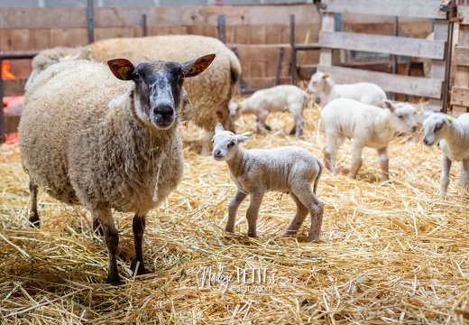 #1612025253 - crédit Nadège PETIT @agri zoom