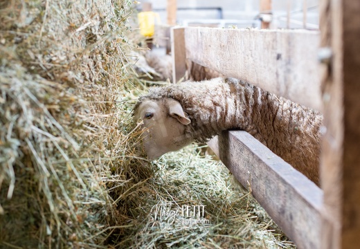 #1612025256 - crédit Nadège PETIT @agri zoom