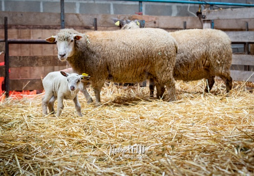 #1612025270 - crédit Nadège PETIT @agri zoom