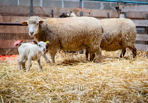 #1612025272 - crédit Nadège PETIT @agri zoom