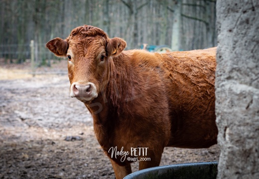 #1612025316 - crédit Nadège PETIT @agri zoom