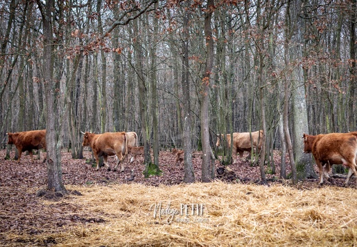 #1612025321 - crédit Nadège PETIT @agri zoom