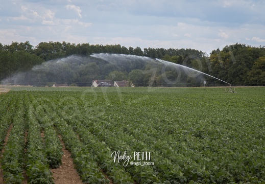 #1507302225 - crédit Nadège PETIT @agri zoom