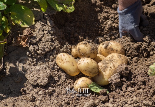 #1508022550 - crédit Nadège PETIT @agri zoom