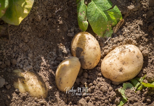 #1508022551 - crédit Nadège PETIT @agri zoom