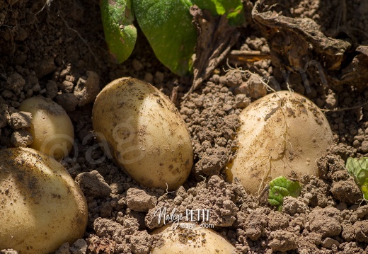 #1508022552 - crédit Nadège PETIT @agri zoom