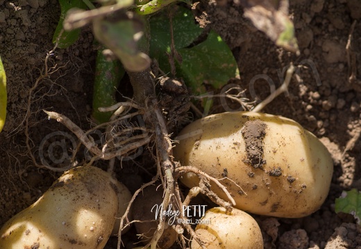 #1508022555 - crédit Nadège PETIT @agri zoom