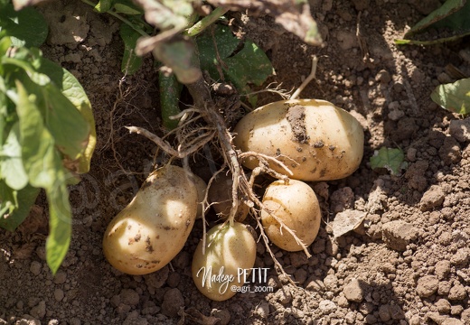 #1508022556 - crédit Nadège PETIT @agri zoom