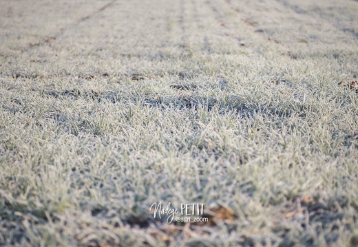 #1602177102 - crédit Nadège PETIT @agri zoom