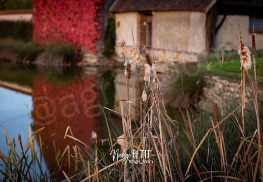 #1611014856 - crédit Nadège PETIT @agri zoom