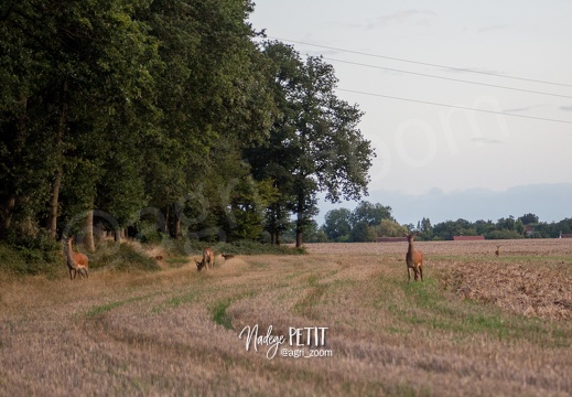 #1709093073 - crédit Nadège PETIT @agri zoom