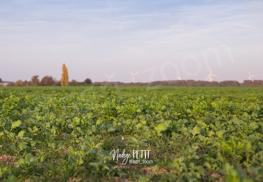 #1710174023 - crédit Nadège PETIT @agri zoom