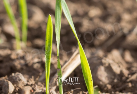 #1710204251 - crédit Nadège PETIT @agri zoom