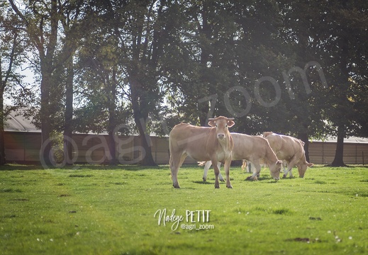 #1710204264 - crédit Nadège PETIT @agri zoom