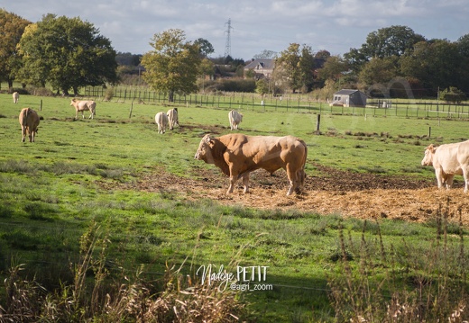 #1710204267 - crédit Nadège PETIT @agri zoom