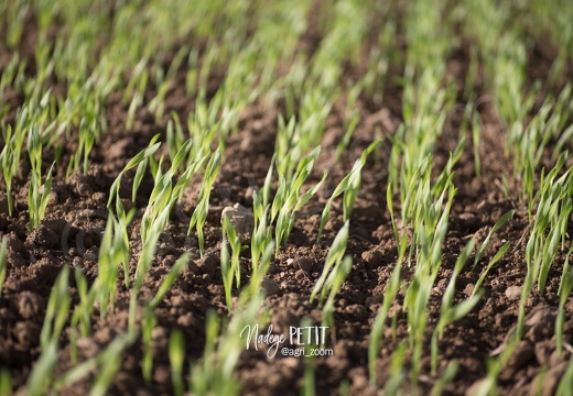 #1710204280 - crédit Nadège PETIT @agri zoom