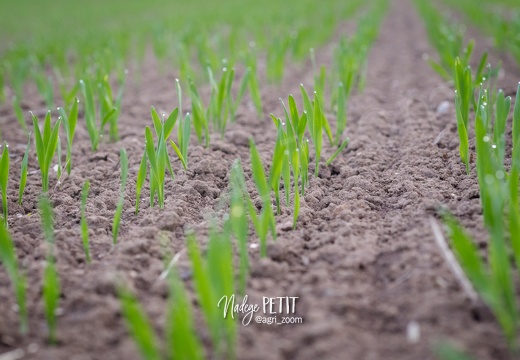 #1710244339 - crédit Nadège PETIT @agri zoom