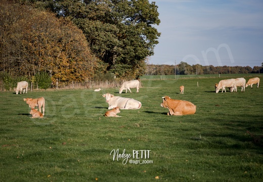 #1710254350 - crédit Nadège PETIT @agri zoom